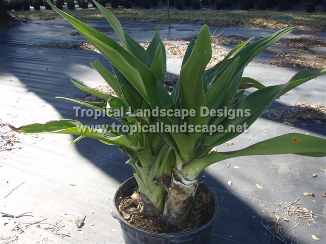 Tropical Landscaping Designs Of Tampa Bay Large Perennial Herb With Tunicate Bulbs Often Long Necks Stalkless Clump Forming A Very Fast Growing Plant Accent
