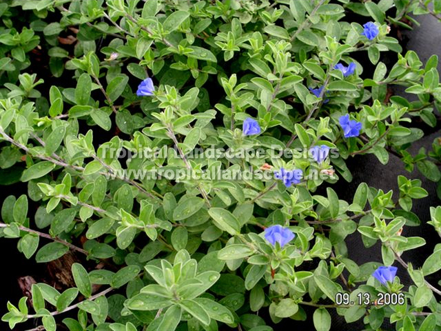 Tropical Landscaping Designs Of Tampa Bay The Felt Like Gray Green Foliage And Pale Blue Flowers Make Daze A Standout In Beds Borders Or As Ground Cover